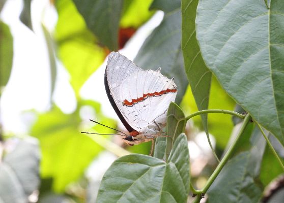 Charaxes hadrianus male UNS